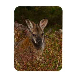 Red-necked wallaby magnet