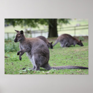Red-necked Wallaby Poster