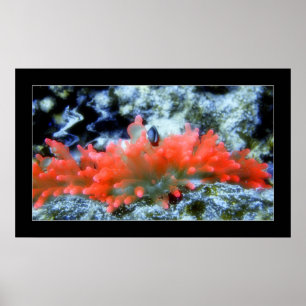 Red Neon Anemone with beautifier filter effect Poster