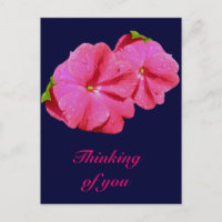 Red New Guinea Impatiens Coordinating Items