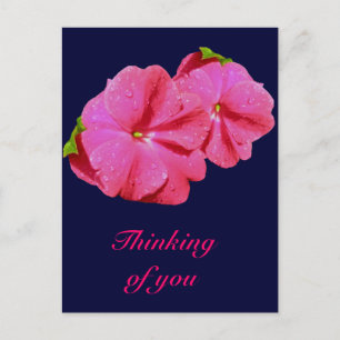 Red New Guinea Impatiens Coordinating Items Postcard