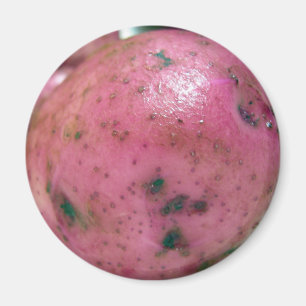 Red Norland potato Magnet