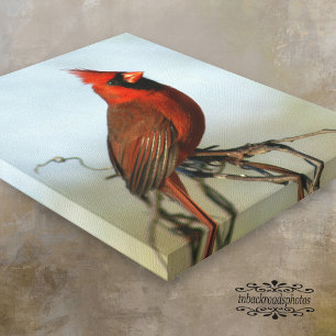 Red Northern Cardinal Canvas