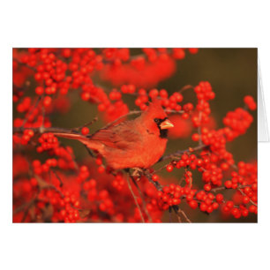 Red Northern Cardinal Male, IL