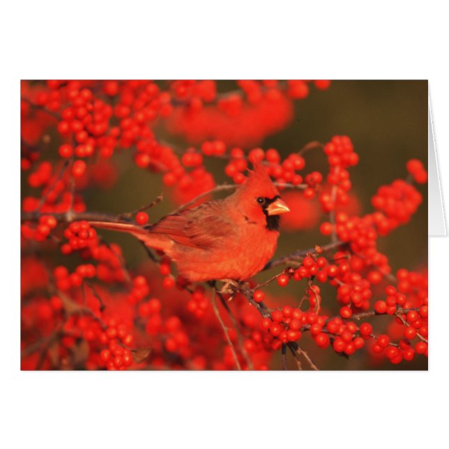 Red Northern Cardinal Male, IL (Front Horizontal)