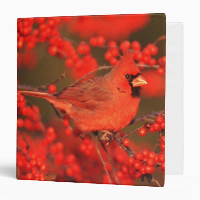 Red Northern Cardinal Male, IL Binder (Front/Inside)
