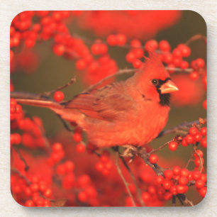 Red Northern Cardinal Male, IL Coaster