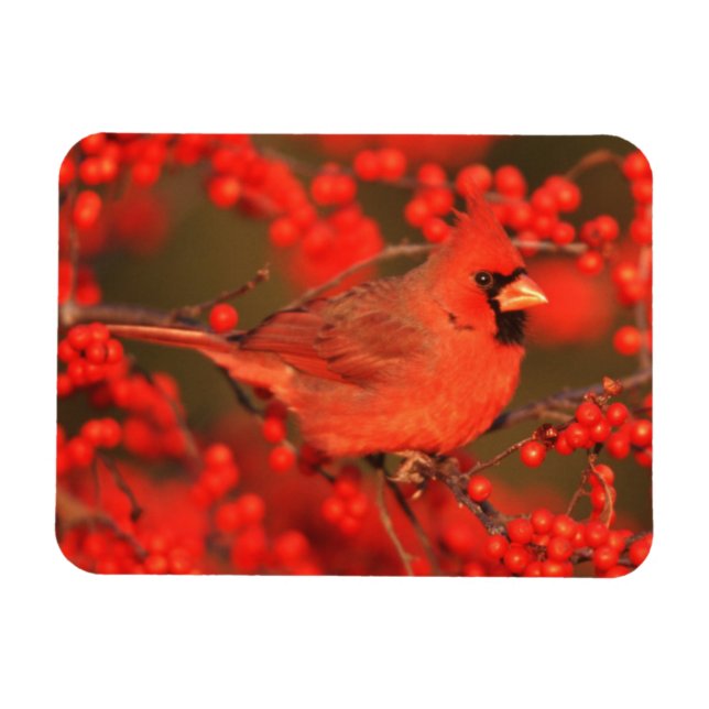 Red Northern Cardinal Male, IL Magnet (Horizontal)