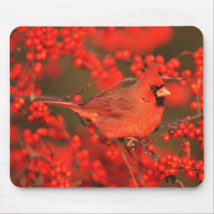 Red Northern Cardinal Male, IL Mouse Pad