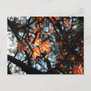 Red Norway Maple Leaves in Spring Postcard