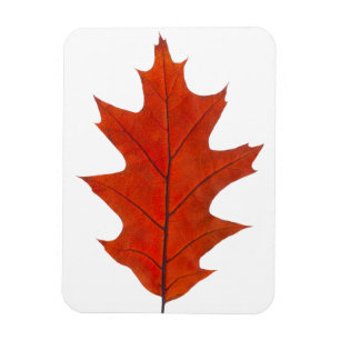 Red oak autumn leaf magnet