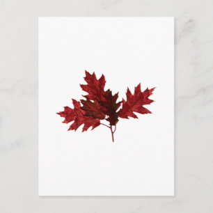 Red Oak Leaves Postcard
