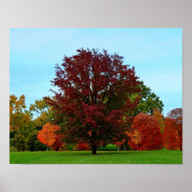 Red Oak Tree in Autumn Poster (Front)