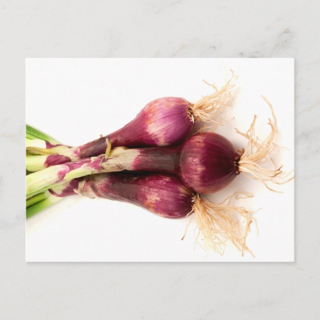 Red onions postcard (Front)