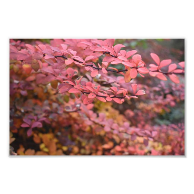 Red Orange Fall Foliage Autumn Leaves Nature Photo (Front)