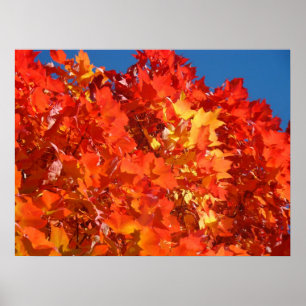 Red Orange Nature art prints Colourful Autumn Leav