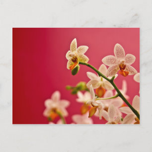 Red Orchid • Postcard