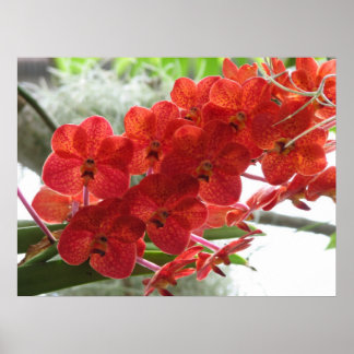 RED ORCHID POSTER