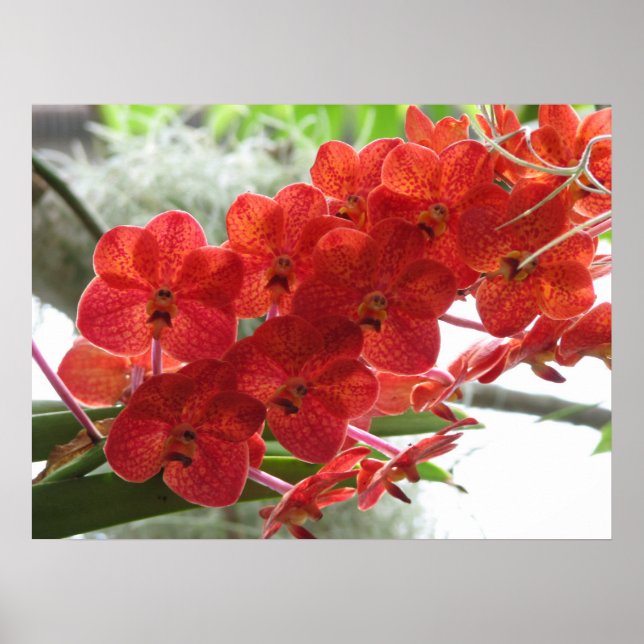 RED ORCHID POSTER (Front)