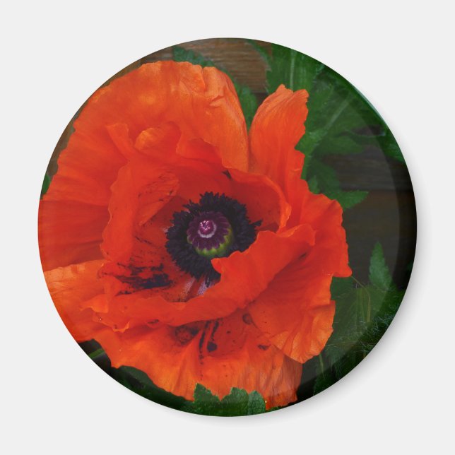 Red Oriental Poppy Magnet (Front)