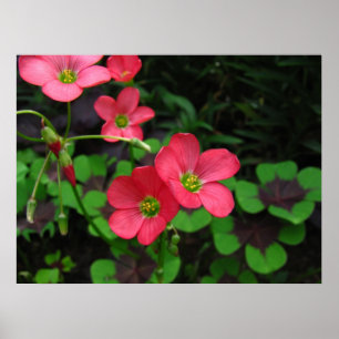 Red Oxalis ~ print