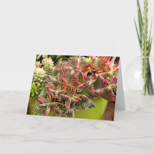 Red Pagoda Succulent card by Debra Lee Baldwin