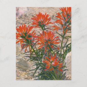 Red Paintbrush Flower Postcard