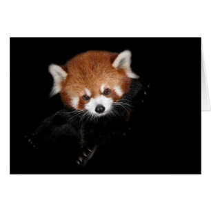 Red Panda
