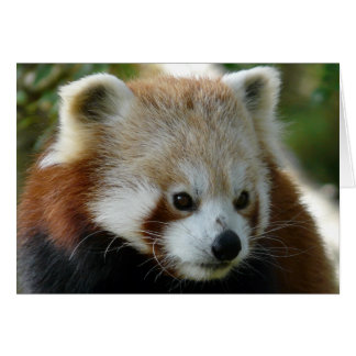 Red Panda
