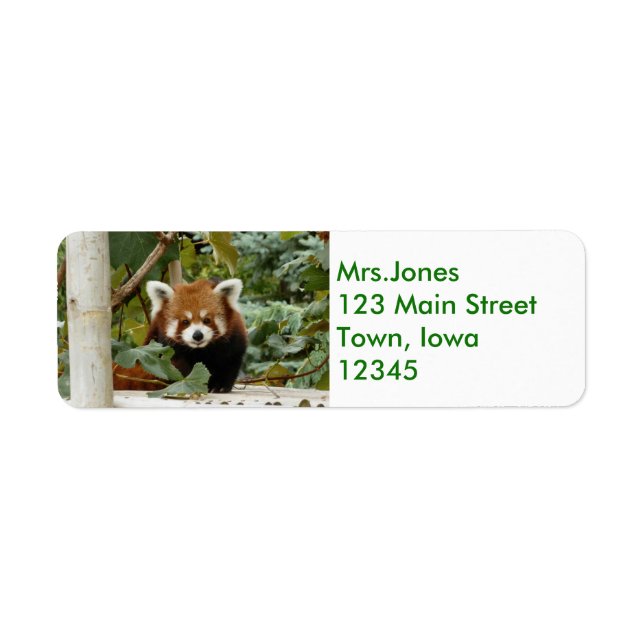 Red Panda (Front)