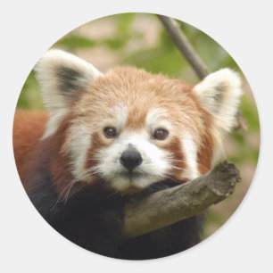 red-panda-005 classic round sticker