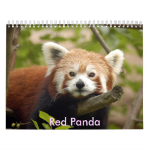 red-panda-005, Red Panda Calendar