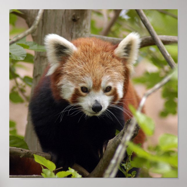red-panda-023 poster (Front)