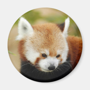 red-panda-030 magnet