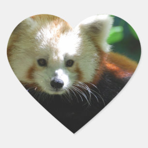 red-panda-11.jpg heart sticker