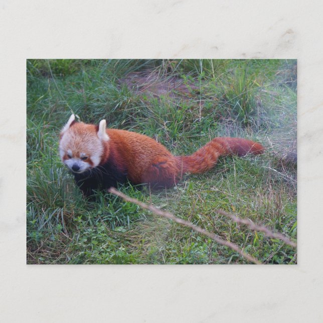 Red Panda #1 Postcard (Front)