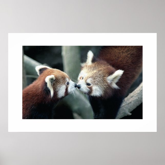 Red Panda #1 Poster (Front)