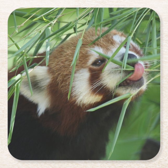 Red_Panda_2015_0707 Square Paper Coaster (Front)
