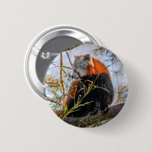 Red panda 2 inch round button