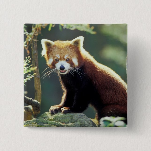 Red Panda Ailurus fulgens) 2 Inch Square Button (Front)