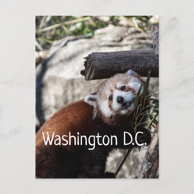 Red Panda and Bamboo, Washington D.C. Postcard (Front)