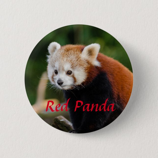 Red Panda Animal Photography 2 Inch Round Button (Front)