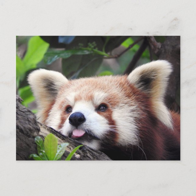 Red Panda Announcement Postcard (Front)