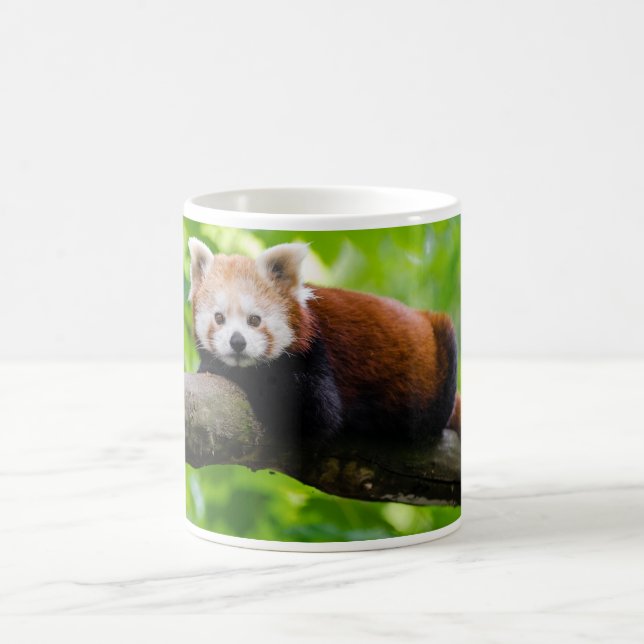 Red Panda Bear photo Coffee Mug (Center)