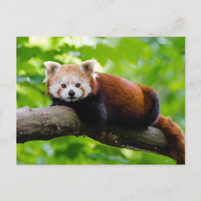 Red Panda Bear photo  Postcard (Front)