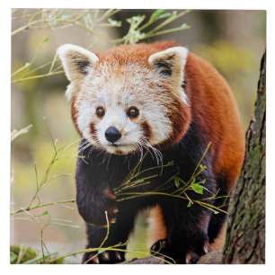 Red Panda Bear Tile