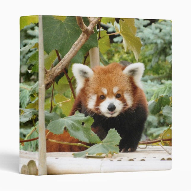 Red Panda Binder (Front/Spine)