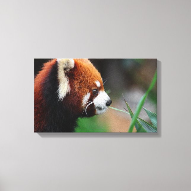 Red panda canvas print (Front)