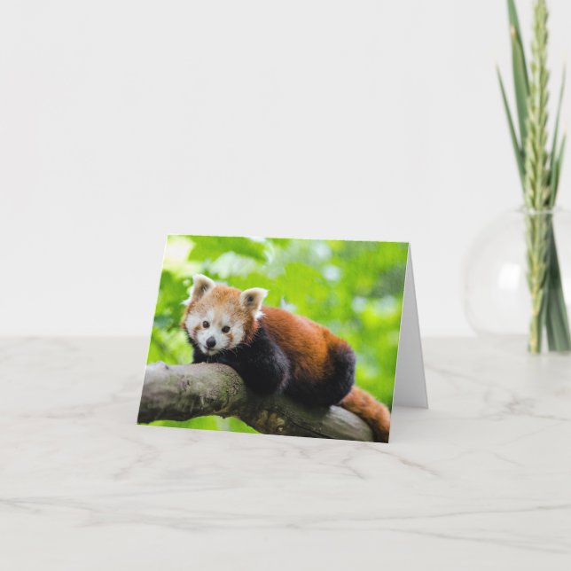 Red Panda Card (Front)