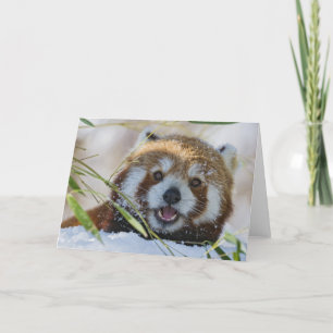 Red Panda Card